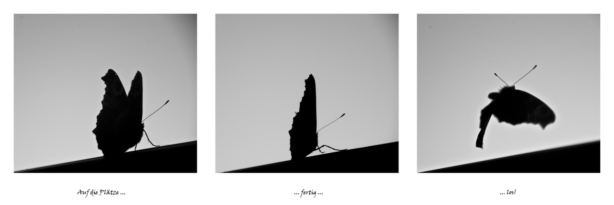 auf die plätze | fertig | los