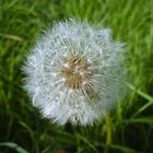 Auf die Pusteblume