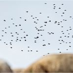 "Auf die Schafe, ihr Stare!" könnte ein Kommando sein, . . .