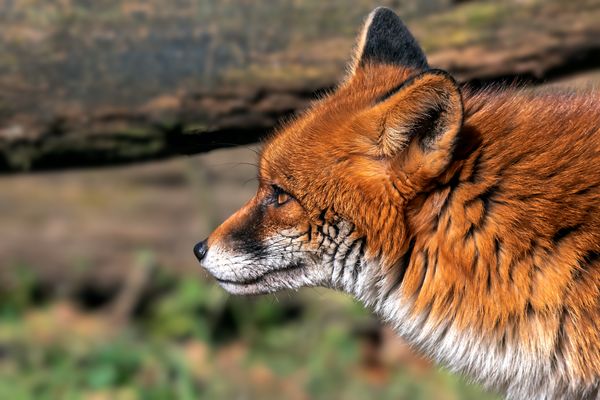 Auf die Schnauze geschaut!