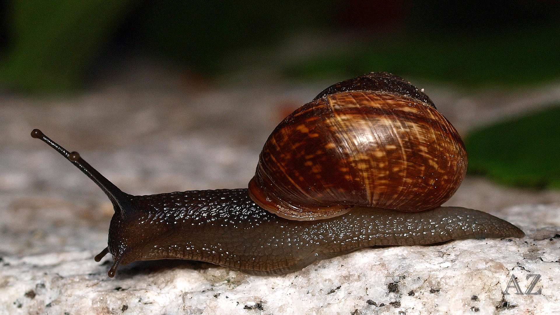 Auf die Schnecke ...