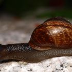 Auf die Schnecke ...