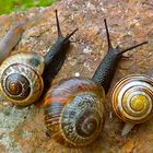 ... Auf die Schnecke fertig los !! ...