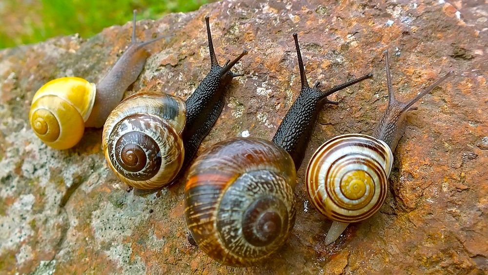 ... Auf die Schnecke fertig los !! ...