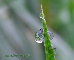 Auf die Spitze getrieben