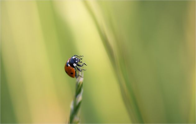 *Auf die Spitze getrieben*