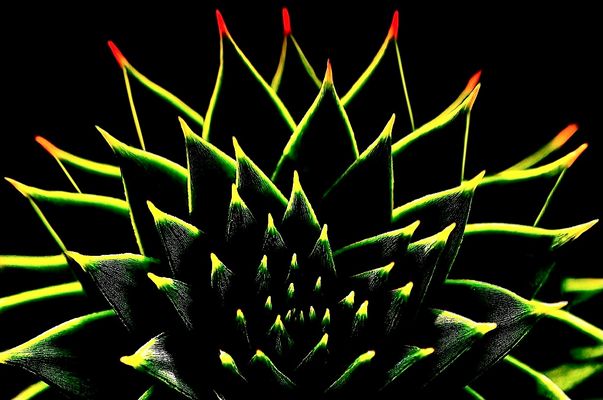 Auf die Spitze getrieben ...