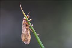 Auf die Spitze getrieben