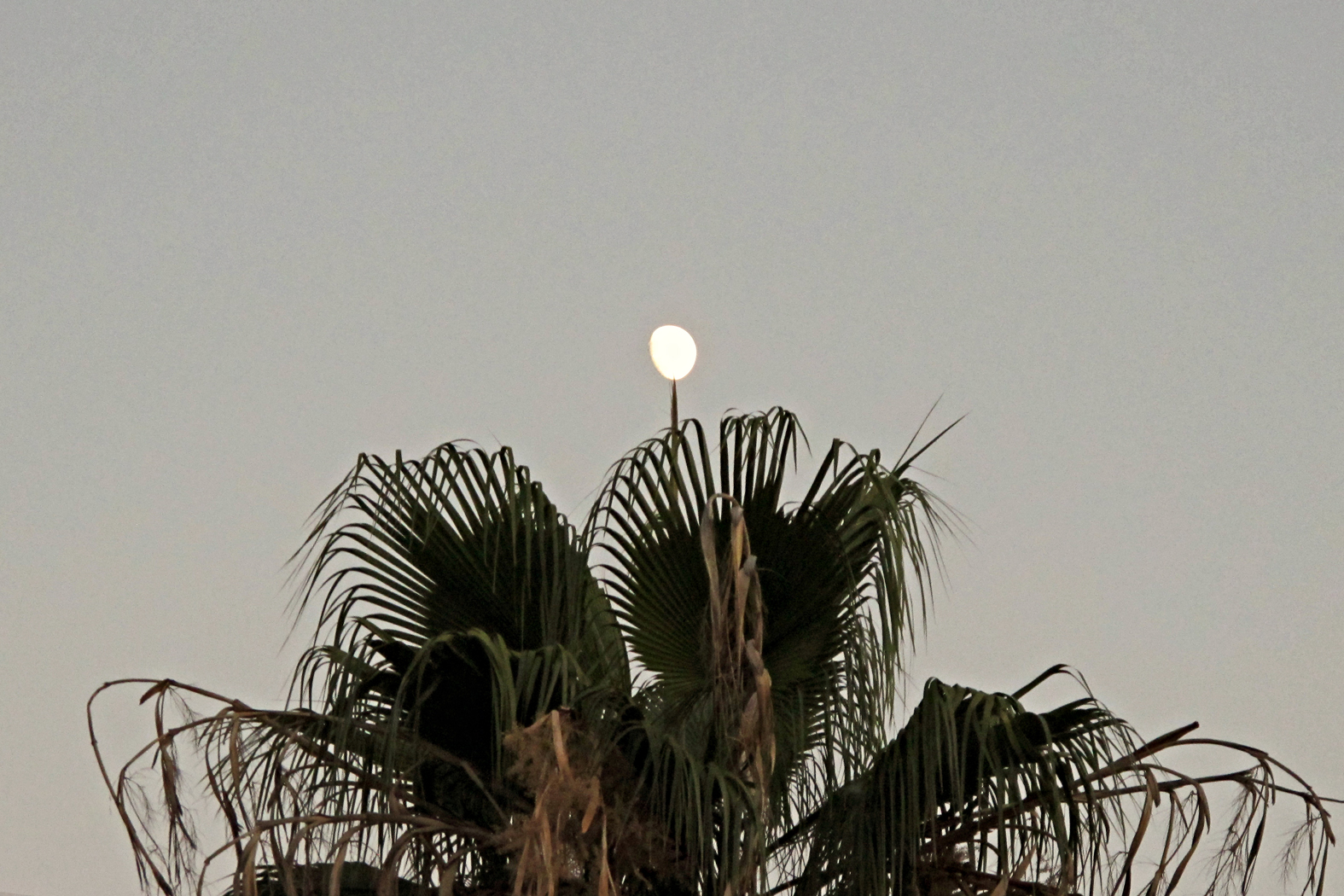 Auf die Spitze getrieben, hier bringt es sogar den Mond manchmal auf die Palme!