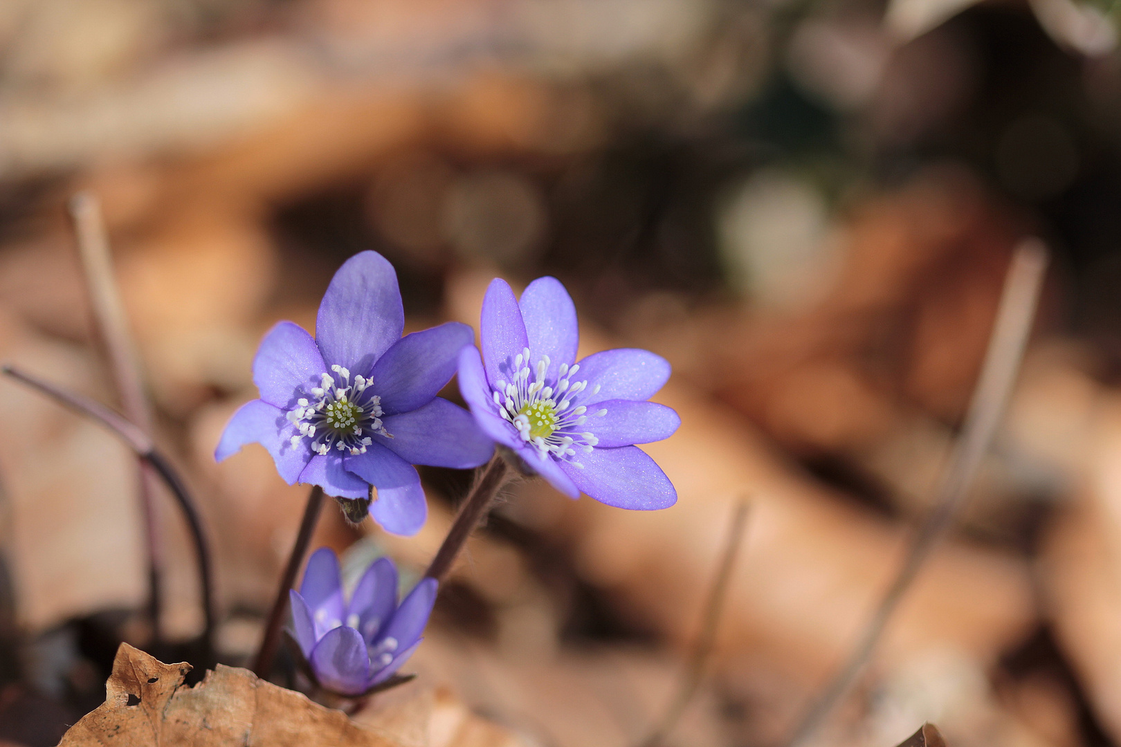 Auf die Suche nach dem Frühling....