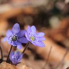 Auf die Suche nach dem Frühling....