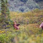 Auf diese drei Grizzlys stießen wir im Denali Nationalpark in Alaska..