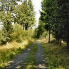 auf diesen Waldweg