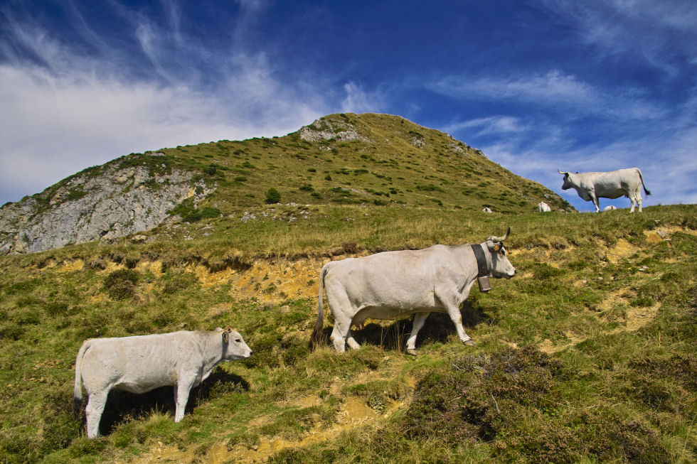 Auf dieser Alm gibts nicht nur Kühe