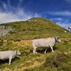 Auf dieser Alm gibts nicht nur Kühe