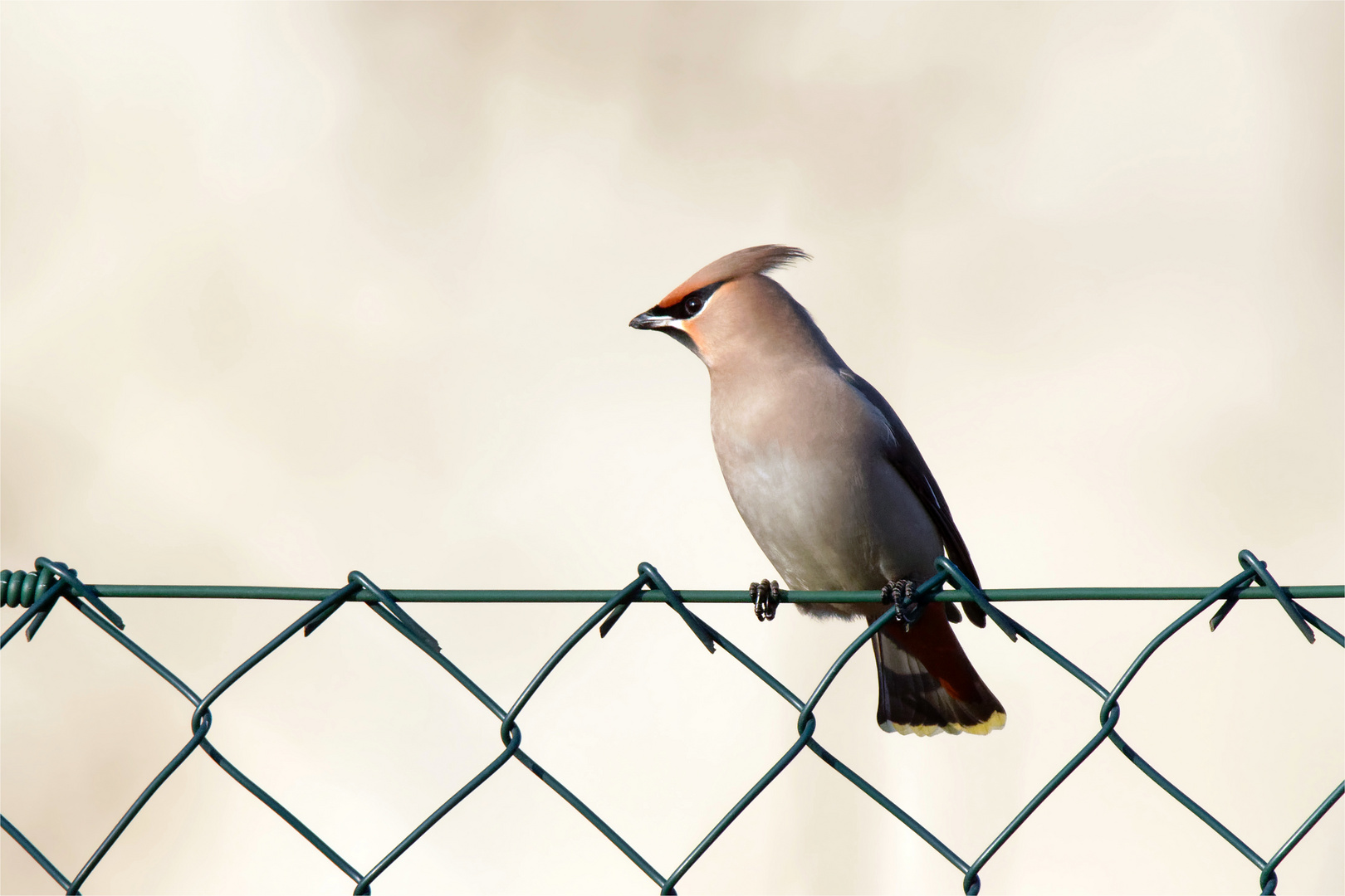 Auf Draht : Seidenschwanz -(Bombycilla garrulus) 