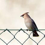 Auf Draht : Seidenschwanz -(Bombycilla garrulus) 