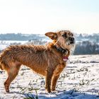 Auf drei Beinen - das Leben ist schön!!!