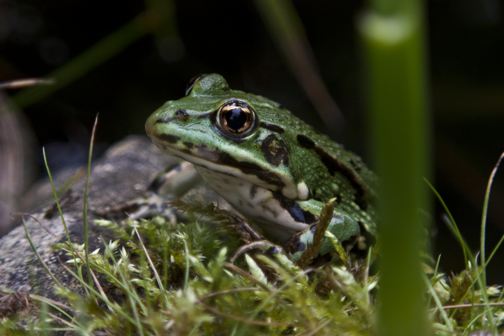 Auf "Du und Du" mit dem Hausteichfrosch