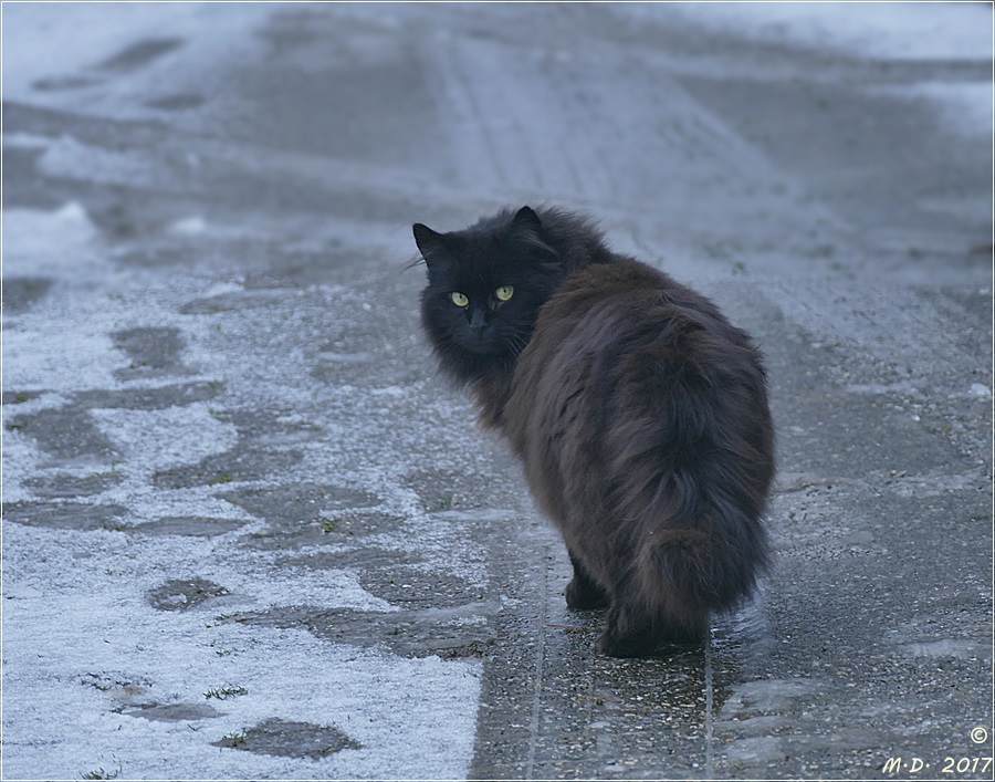 Auf dünnem Eis..... Foto & Bild natur, cat, katzen Bilder auf
