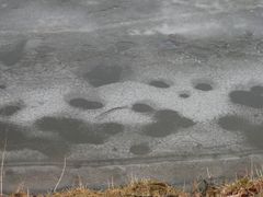 Auf dünnem Eis - der Aasee in Münster