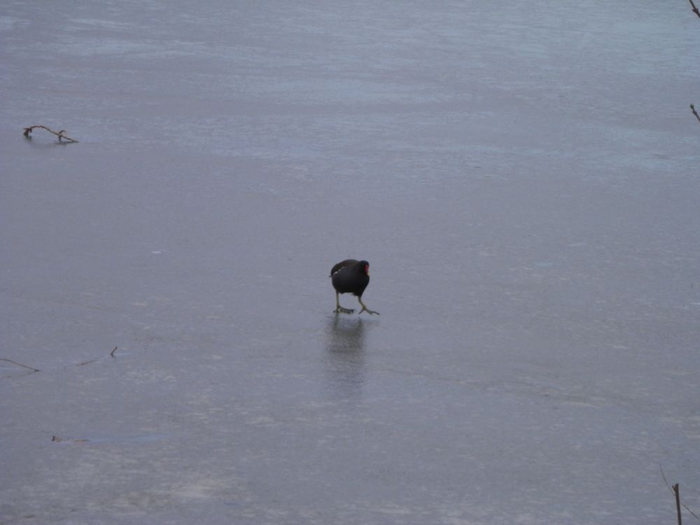 Auf dünnem Eis - der Aasee in Münster