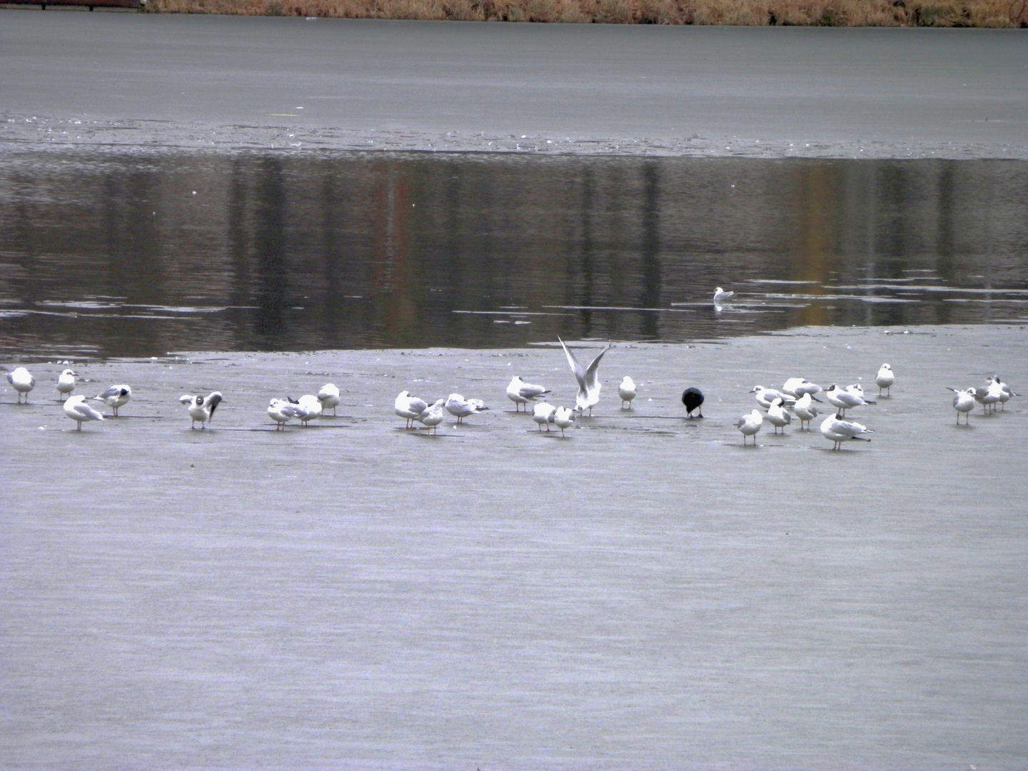 Auf dünnem Eis - Möwentreff auf dem Aasee in Münster