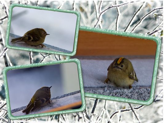 Magere Mieze Auf Durchreise Magere Mieze Auf Durchreise