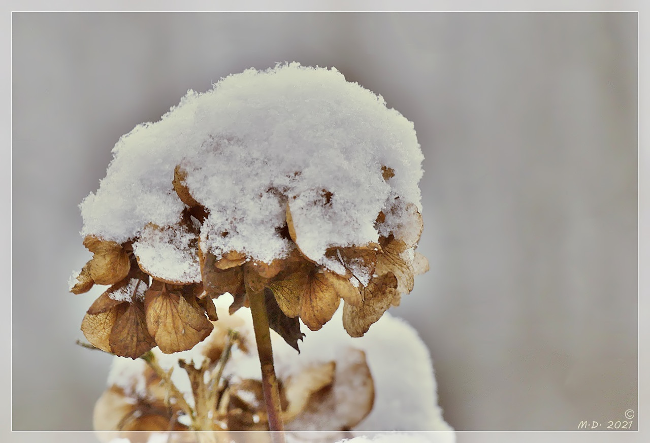 Auf ein Neues ,dachte der Schnee ...