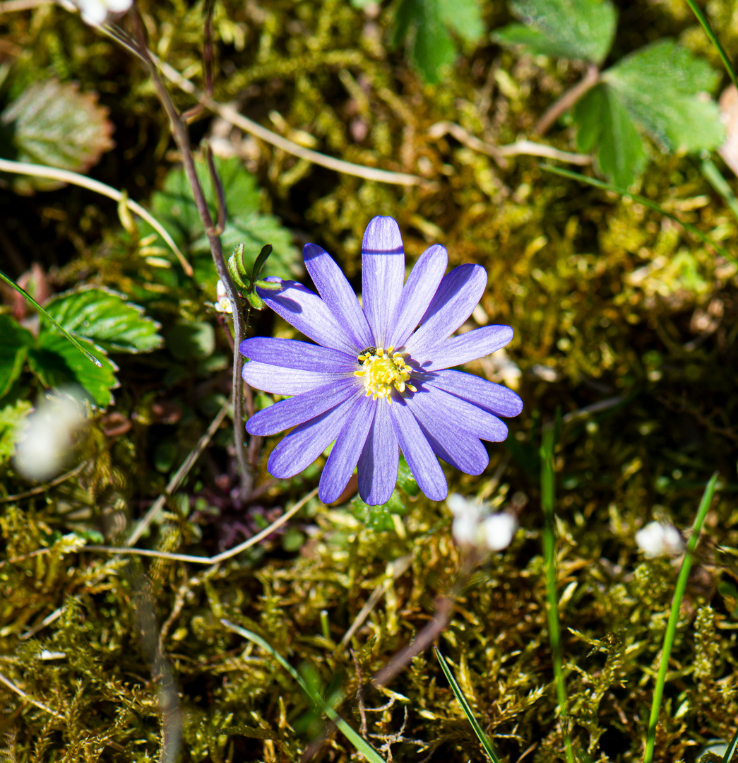 Auf eine kleine Wiese