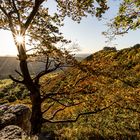 Auf einem Albfelsen