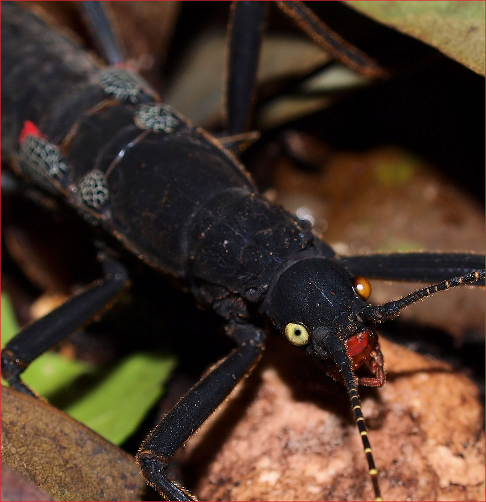 Auf Einem Auge Blind Auf Einem Auge Blind