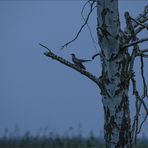 Auf einem Baum...