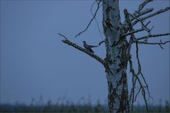 Auf einem Baum...