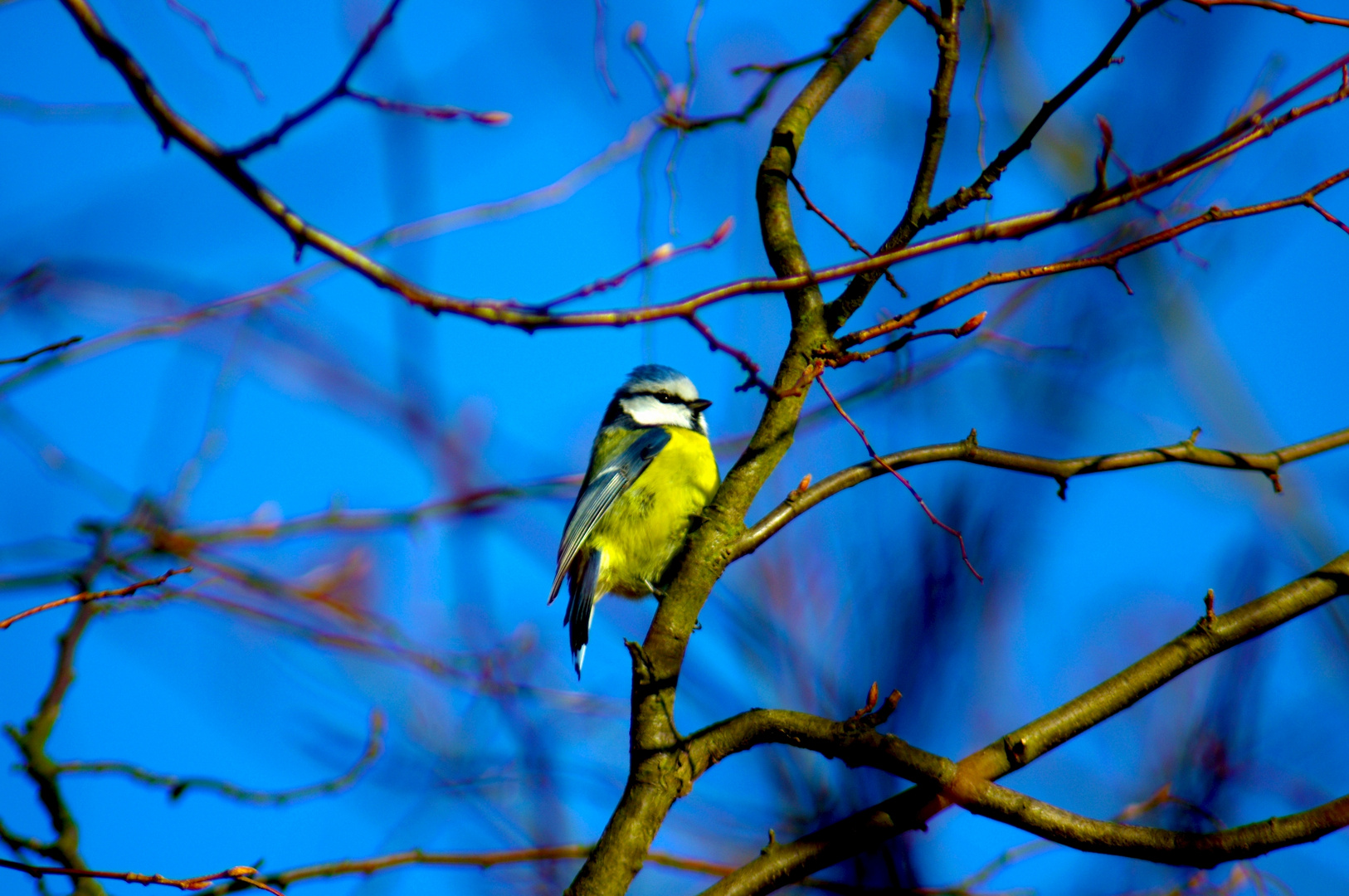 Auf einem Baum