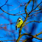 Auf einem Baum