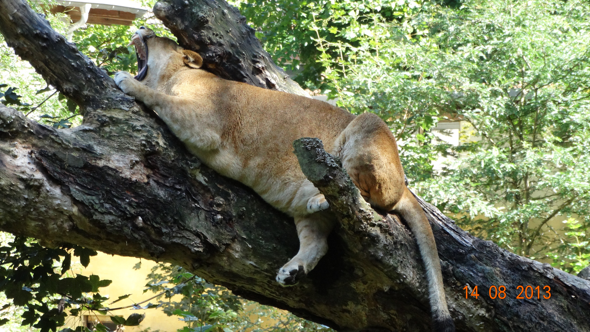 Auf einem Baum ein Löwe sass