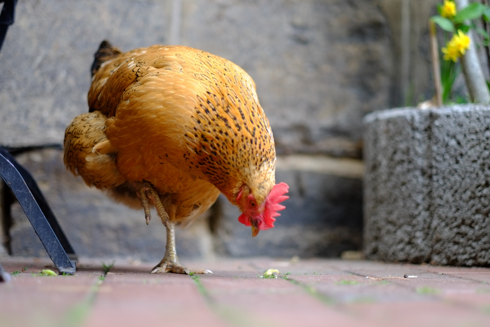 Auf einem Bein kann Huhn gut stehen