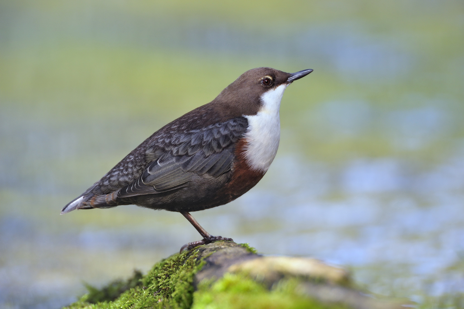 Auf einem Bein - Wasseramsel