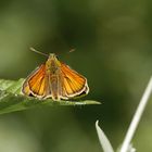 Auf einem Blatt...