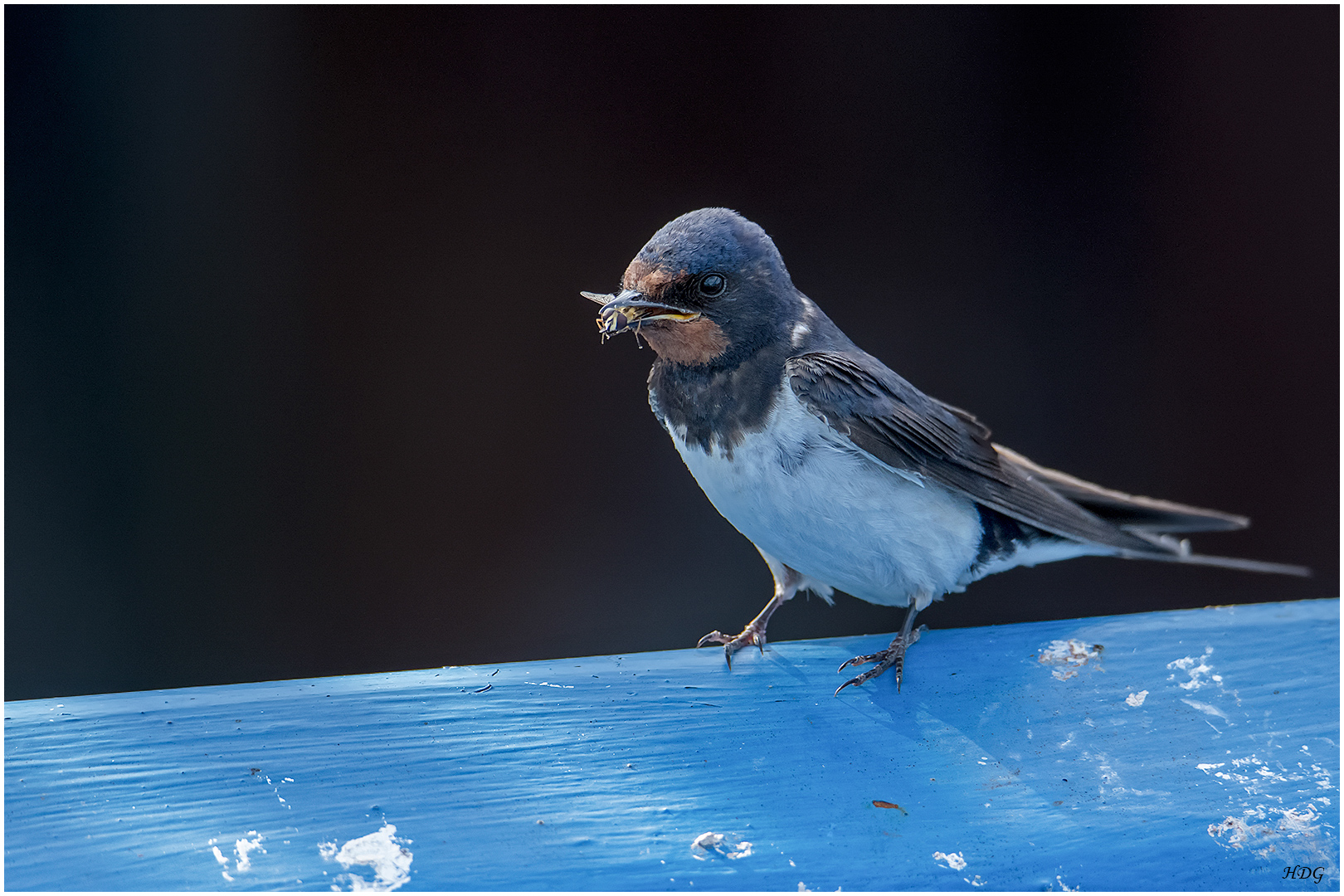 Auf einem blauen (3) ... 