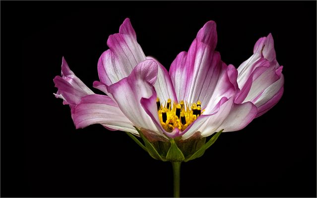 Auf einem Blühstreifen entdeckt  - ( Stacking Bild ) 