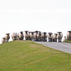 Auf einem der höchsten Berge an der Nordsee