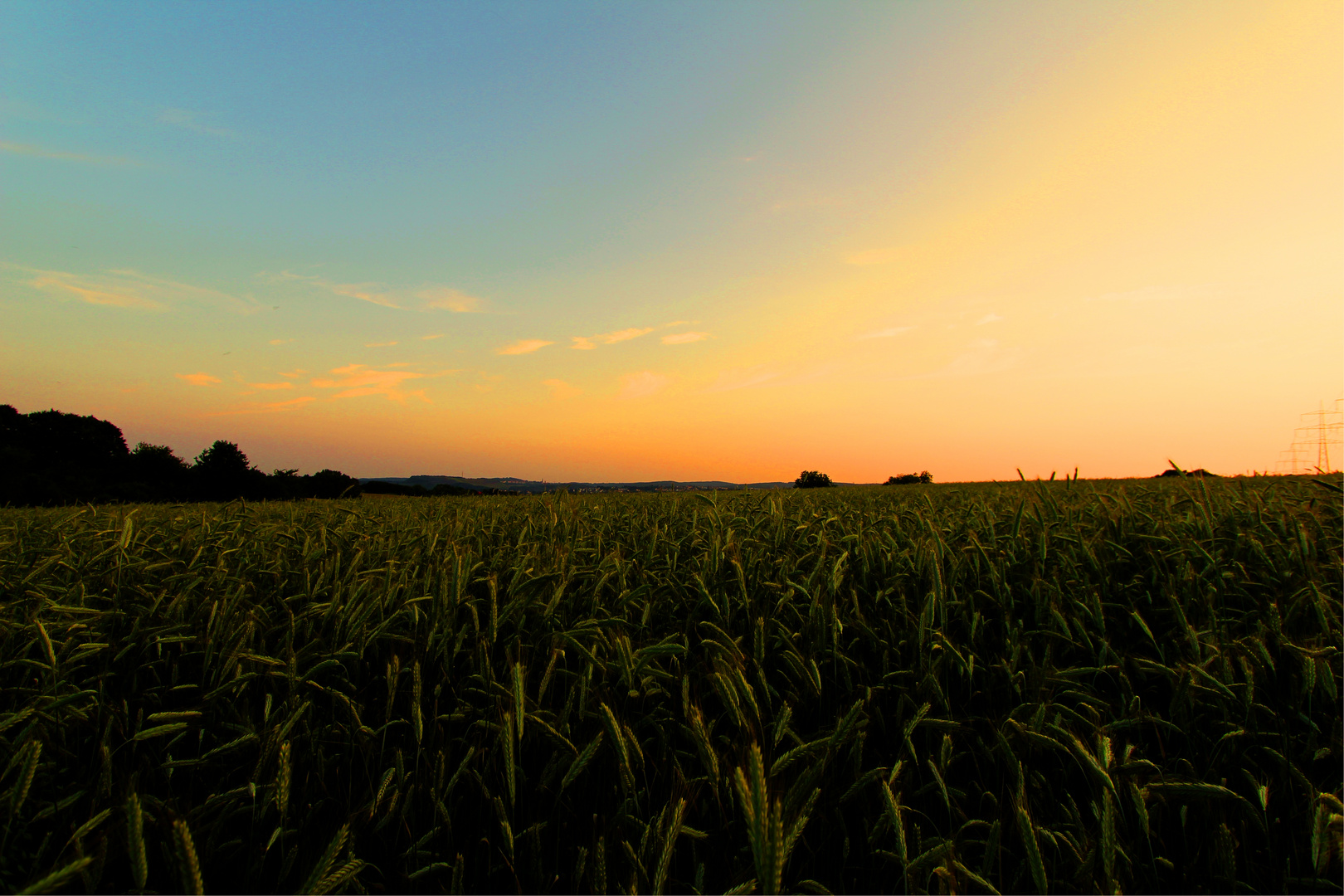 Auf einem Feld