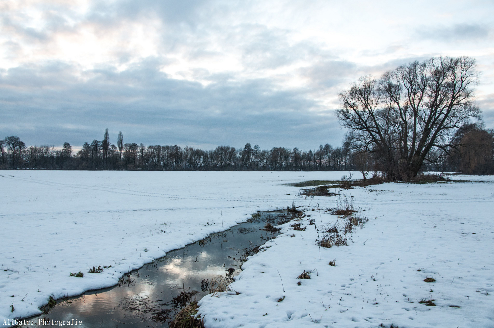 Auf einem Feld bei Zeißig (Hoyerswerda)