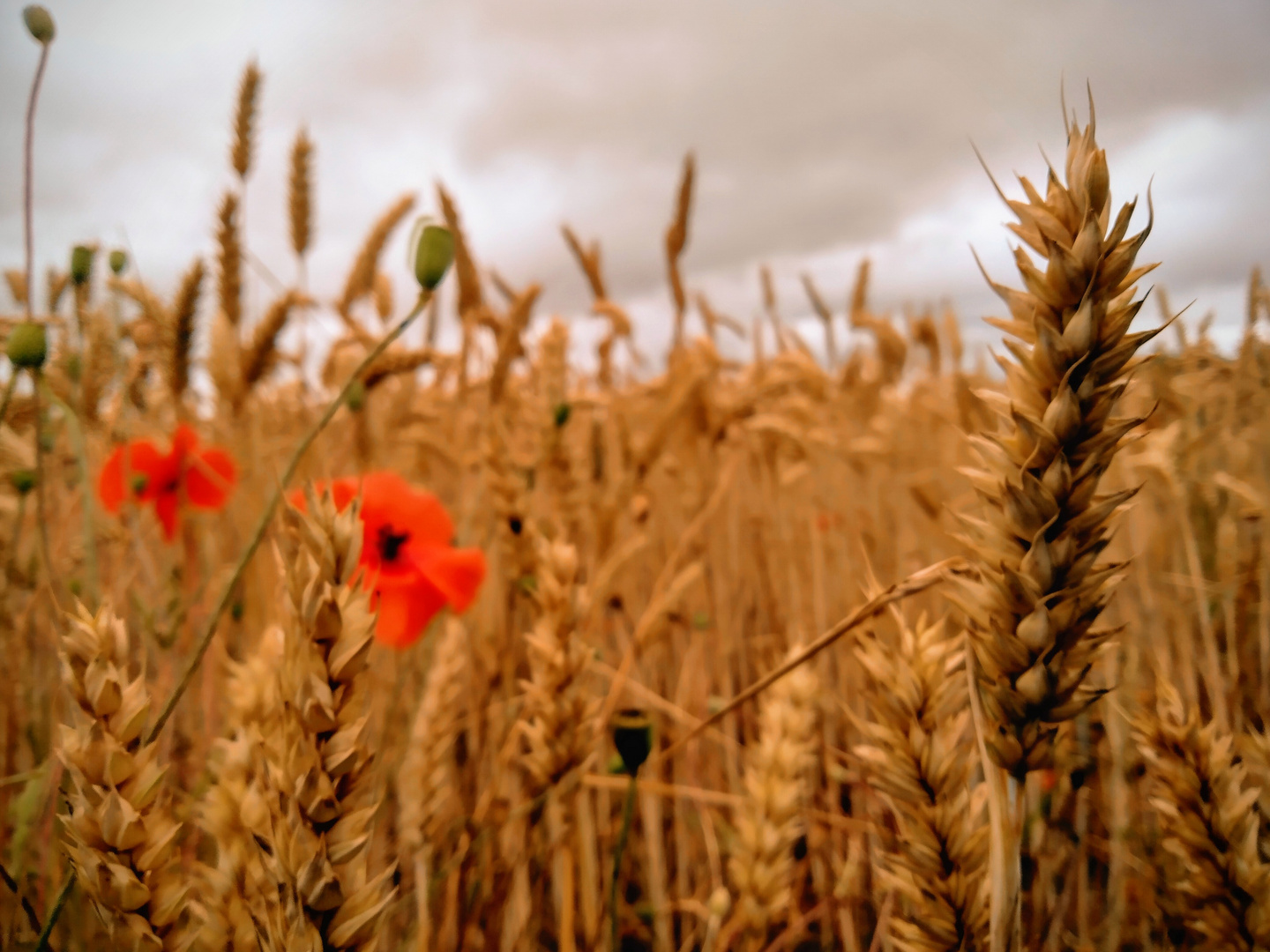 Auf einem Feld in Lohausen 1