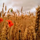 Auf einem Feld in Lohausen 1