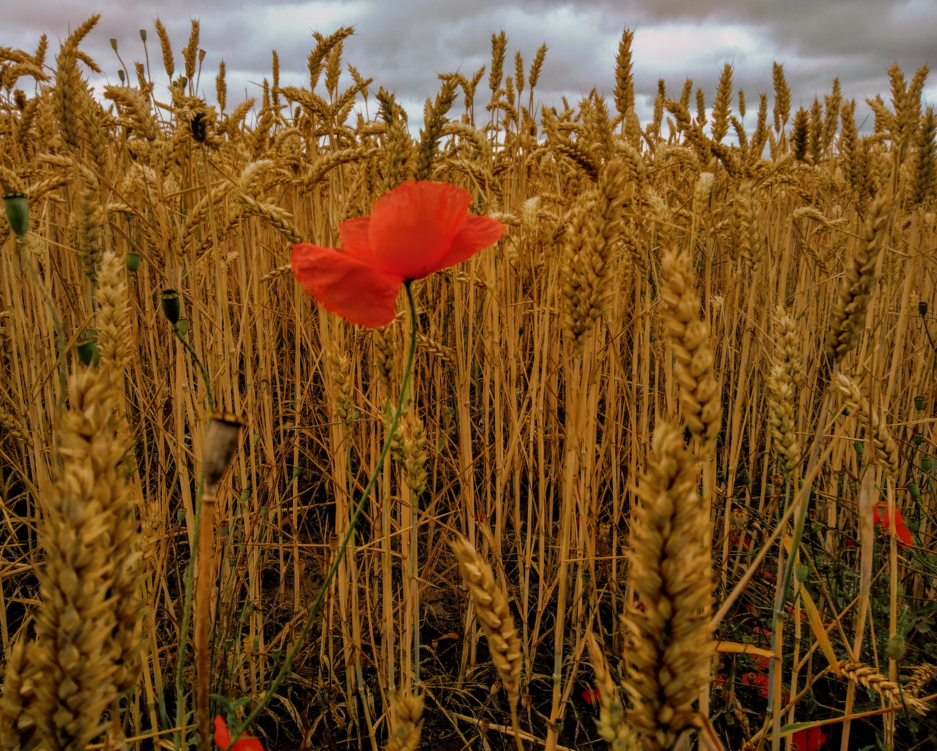 Auf einem Feld in Lohausen 3