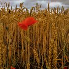 Auf einem Feld in Lohausen 3