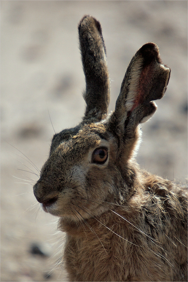 3 Fotos In Einem Bild App